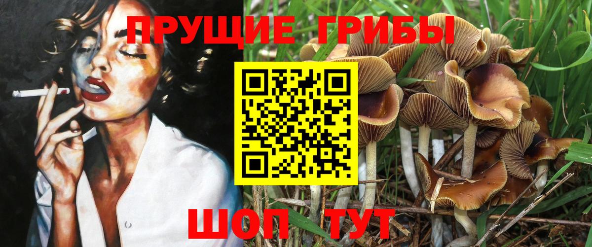 Псилоцибиновые грибы Psilocybine cubensis Ярцево